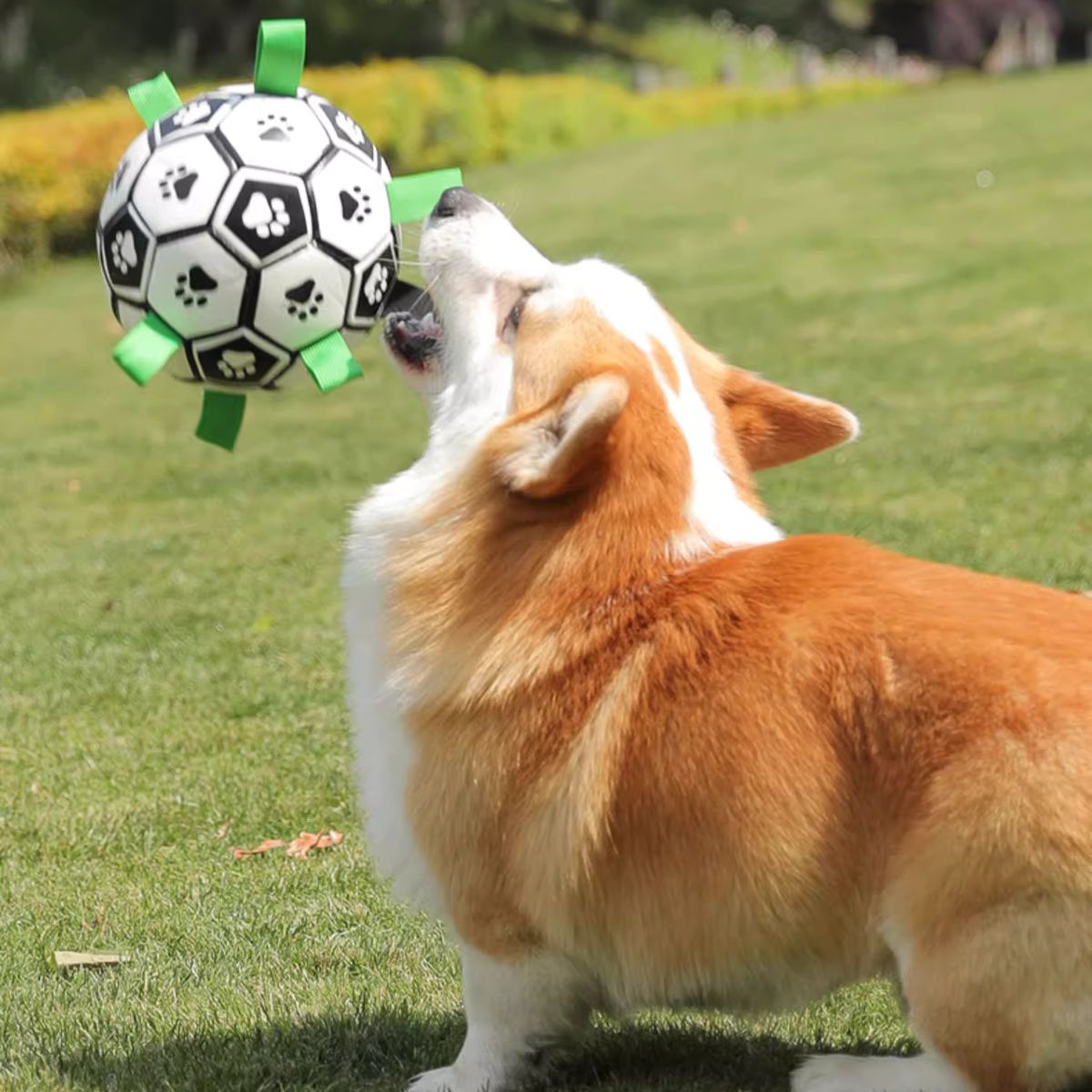 Dog playing with Doggo Ball - Interactive Dog Toy