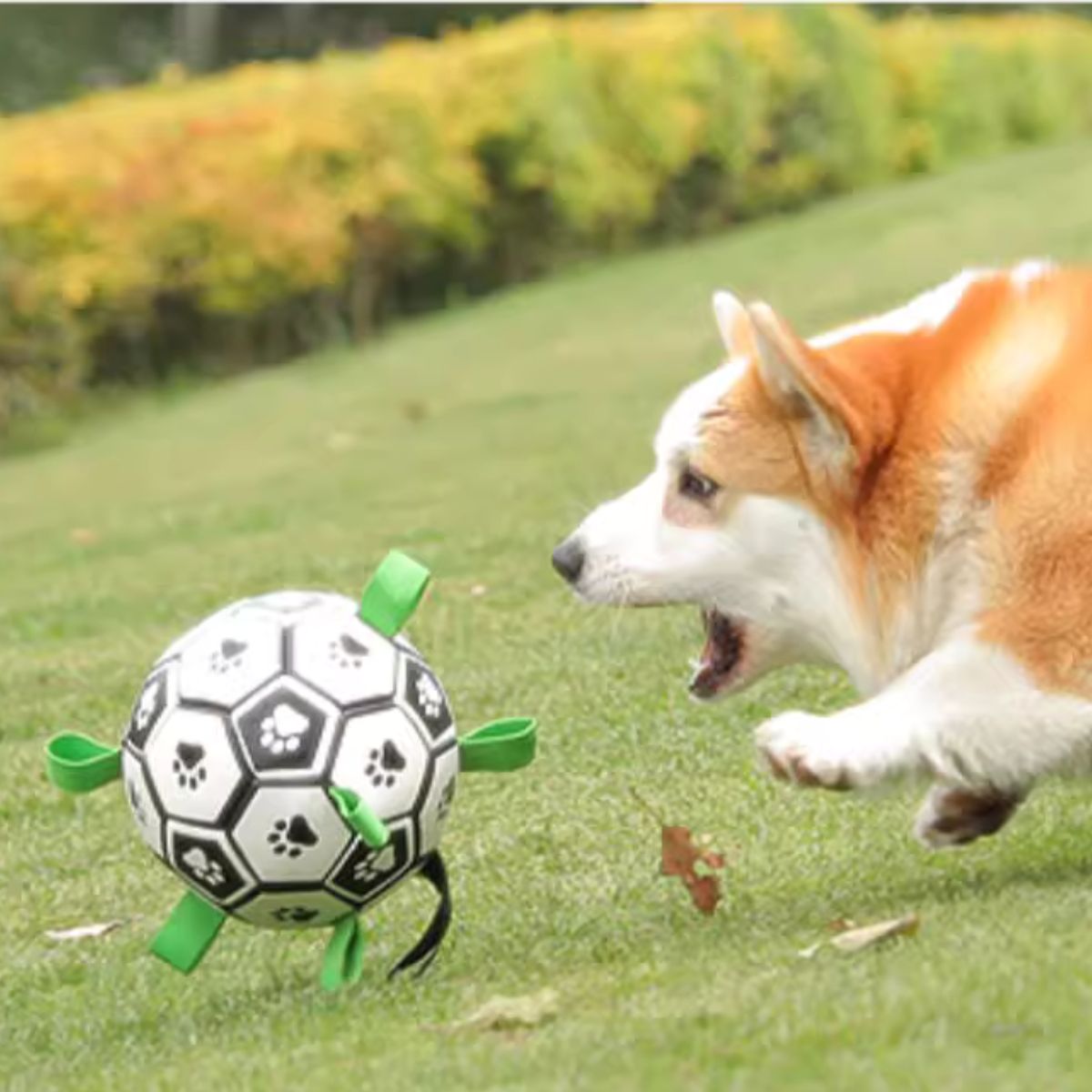 Dog playing with Doggo Ball - Interactive Dog Toy