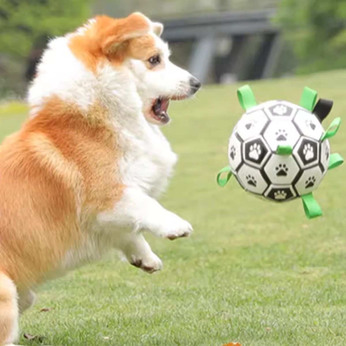 Dog playing with Doggo Ball - Interactive Dog Toy