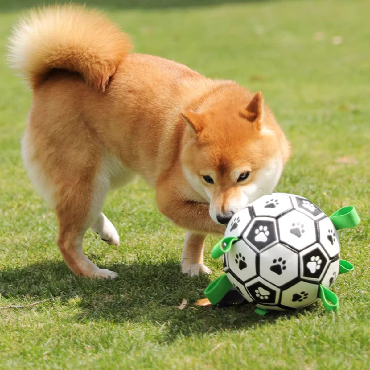 Dog playing with Doggo Ball - Interactive Dog Toy
