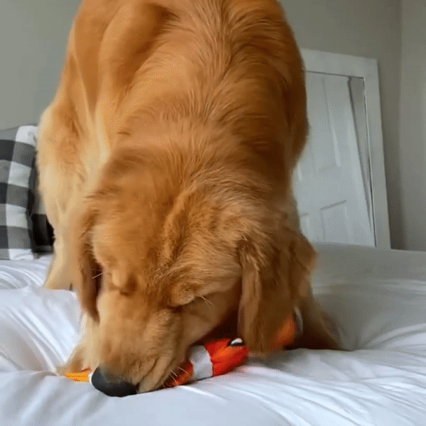 The FLOPPY FISH™ Interactive Toy for Dogs (50% OFF Today) – The