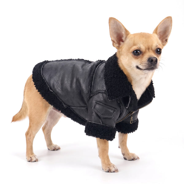 Black faux leather dog jacket with sherpa collar on a Chihuahua