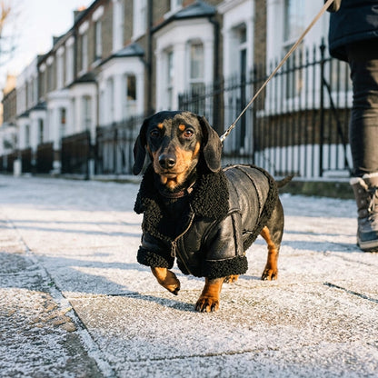 Miniature Dachshund in a black faux leather dog jacket on a frosty street