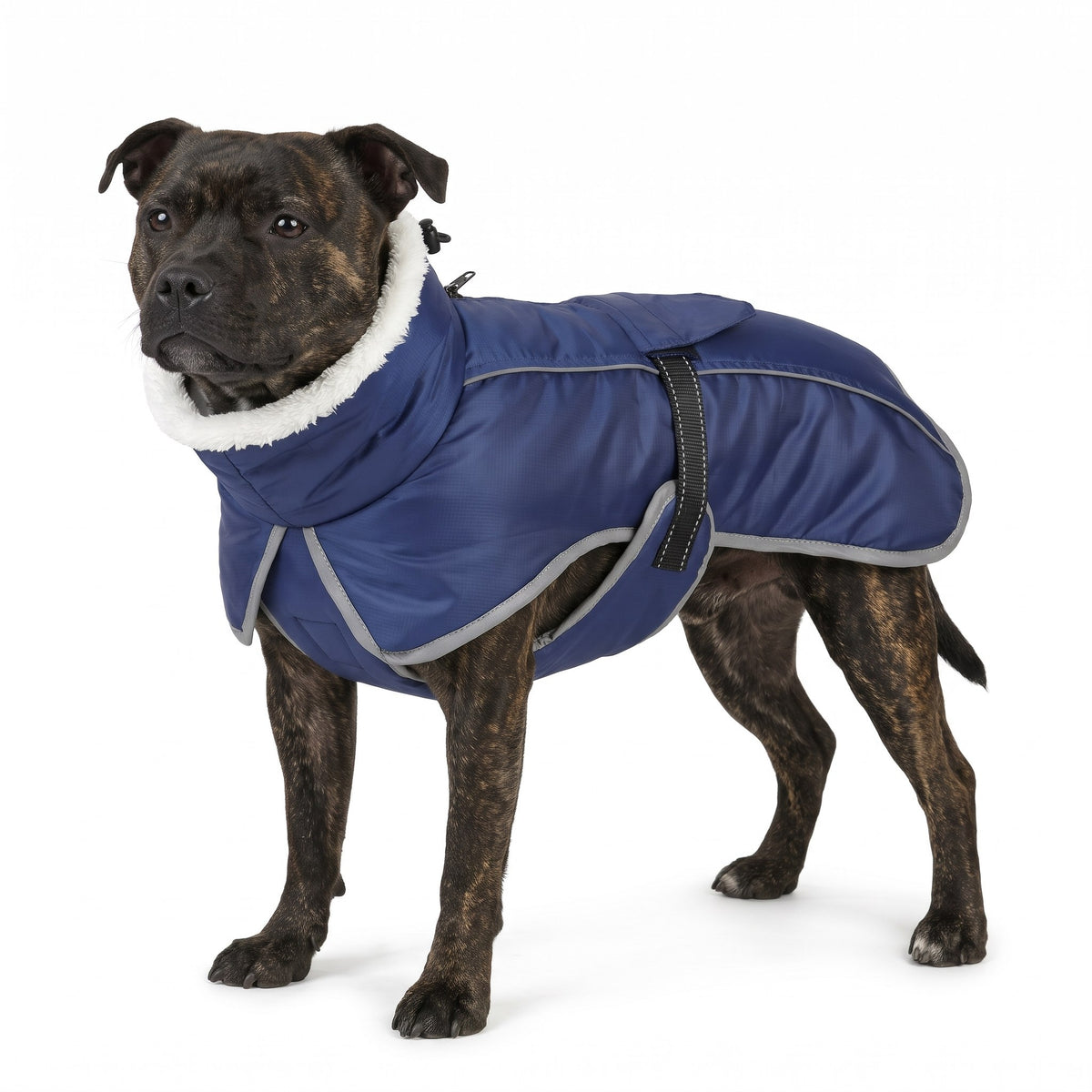 Brindle Staffordshire Bull Terrier wearing the navy dog coat on a white background