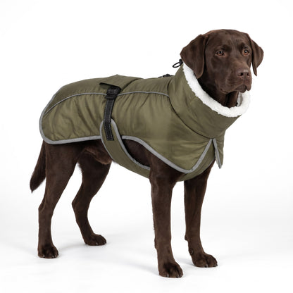 Chocolate Labrador Retriever wearing the olive green dog coat on a white background