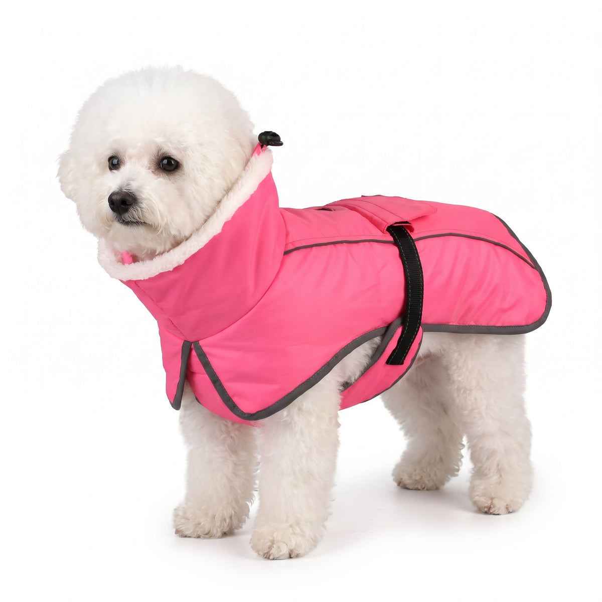 White Bichon Frise wearing the pink dog coat on a white background