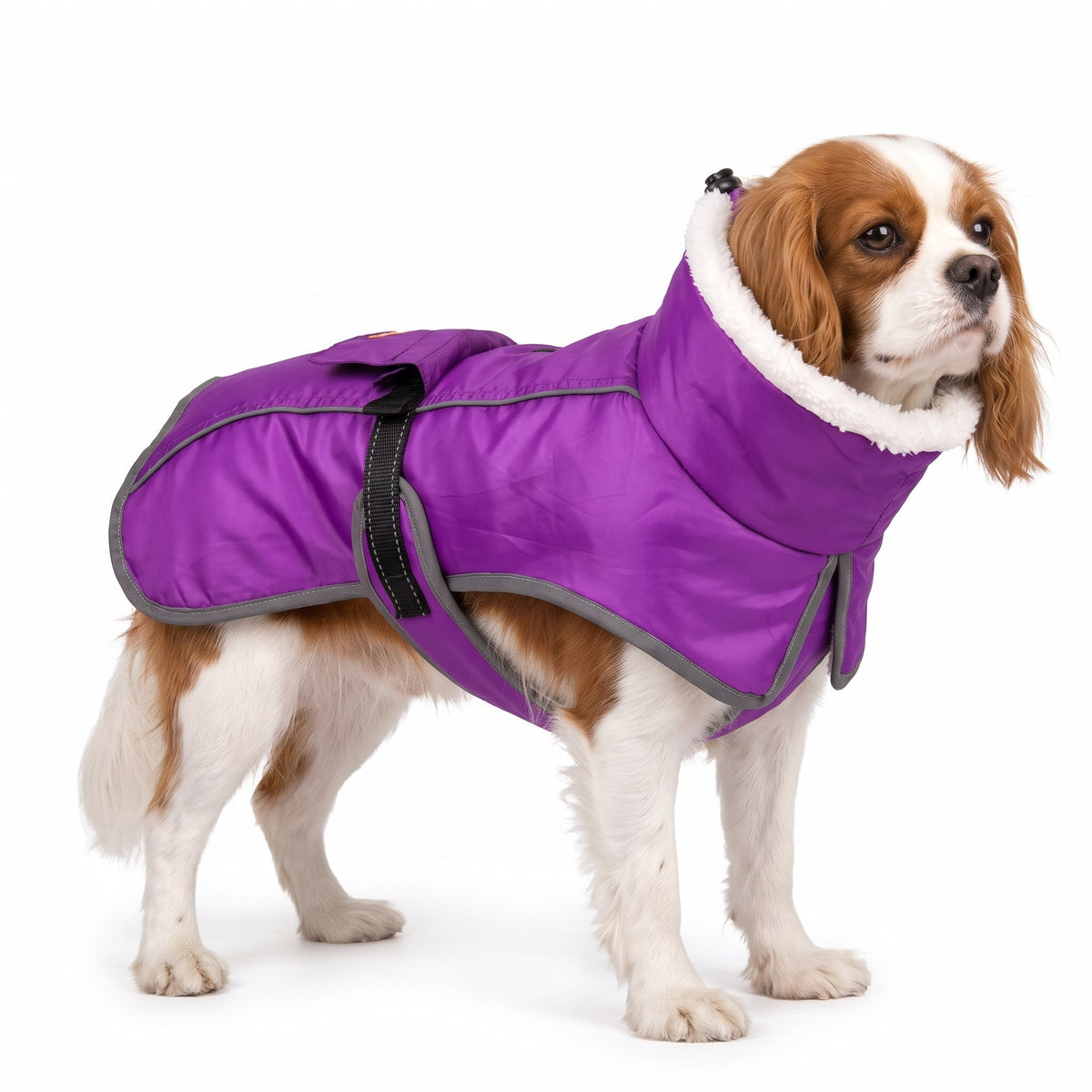 Cavalier King Charles Spaniel wearing the purple dog coat on a white background