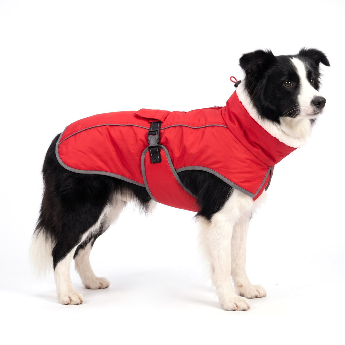 Black-and-white Border Collie wearing the red dog coat on a white background