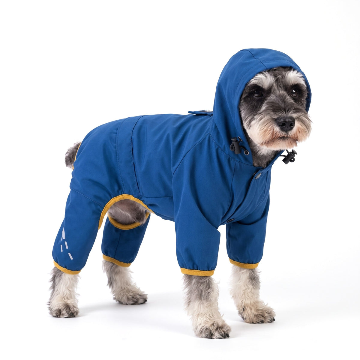 Salt-and-pepper Miniature Schnauzer wearing the blue dog raincoat on a white background