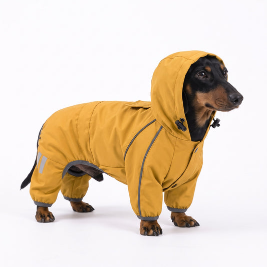 Black-and-tan miniature Dachshund wearing the mustard dog raincoat on a white background