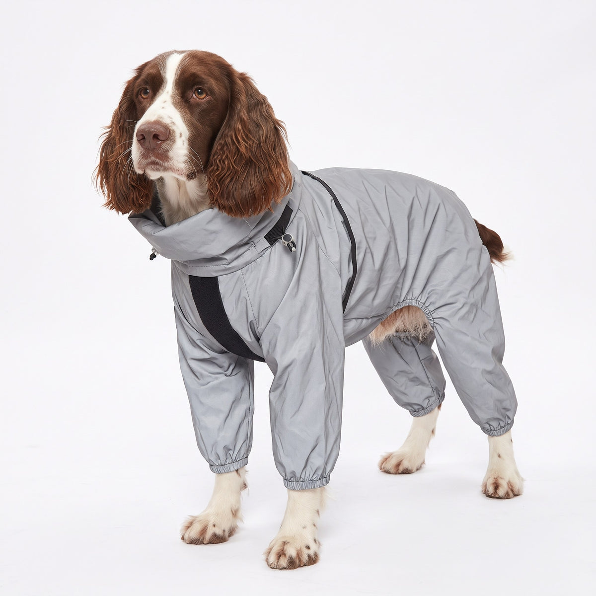 Springer Spaniel wearing a silver-grey full-body reflective dog raincoat on a white background