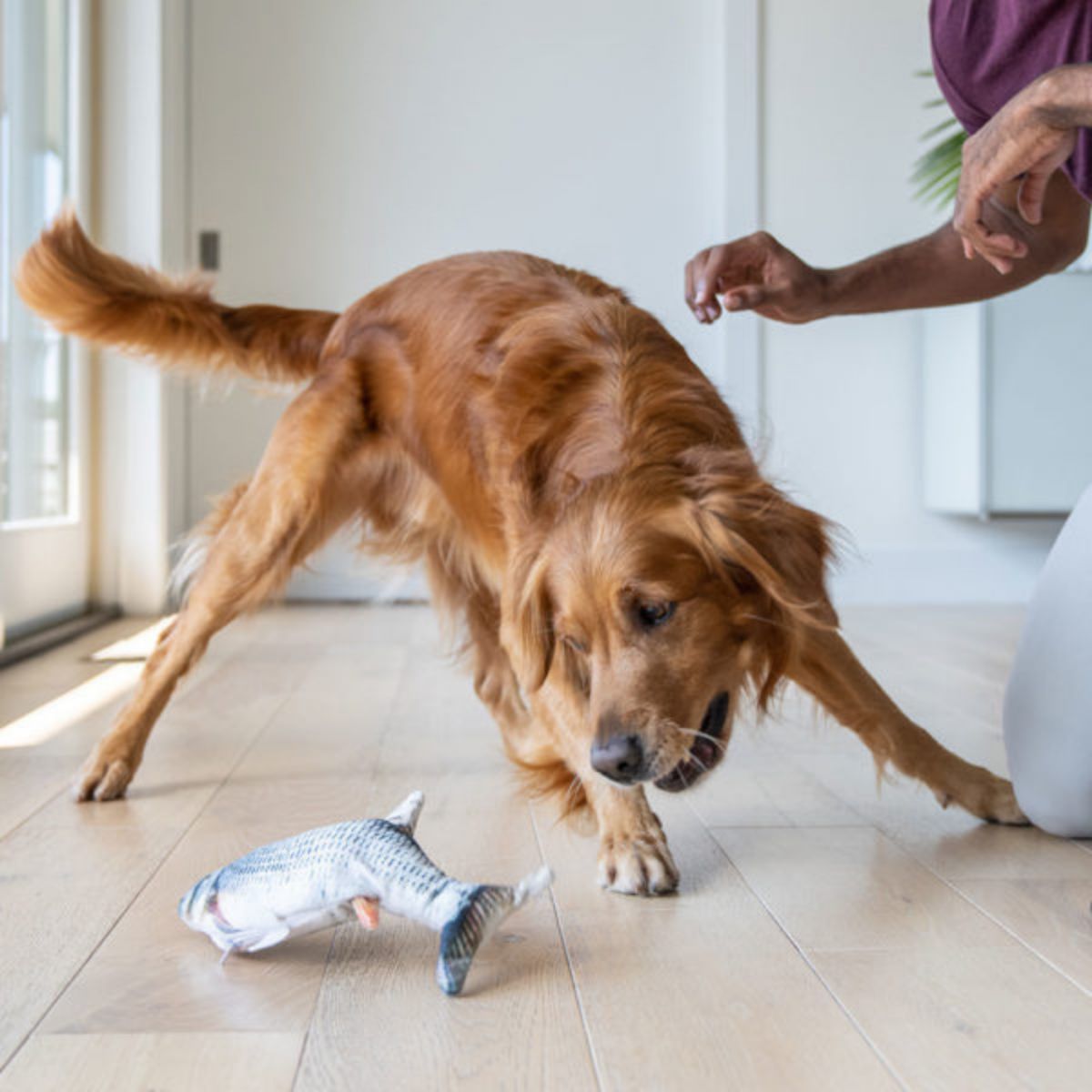 Floppy Fish Interactive Dog Toy