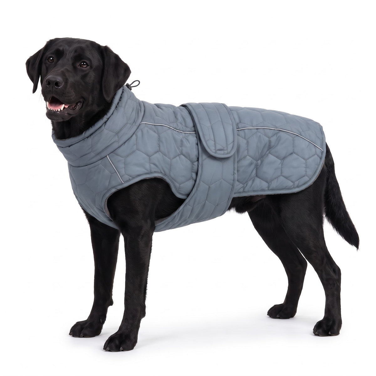 Quilted dog coat in Grey on a black Labrador