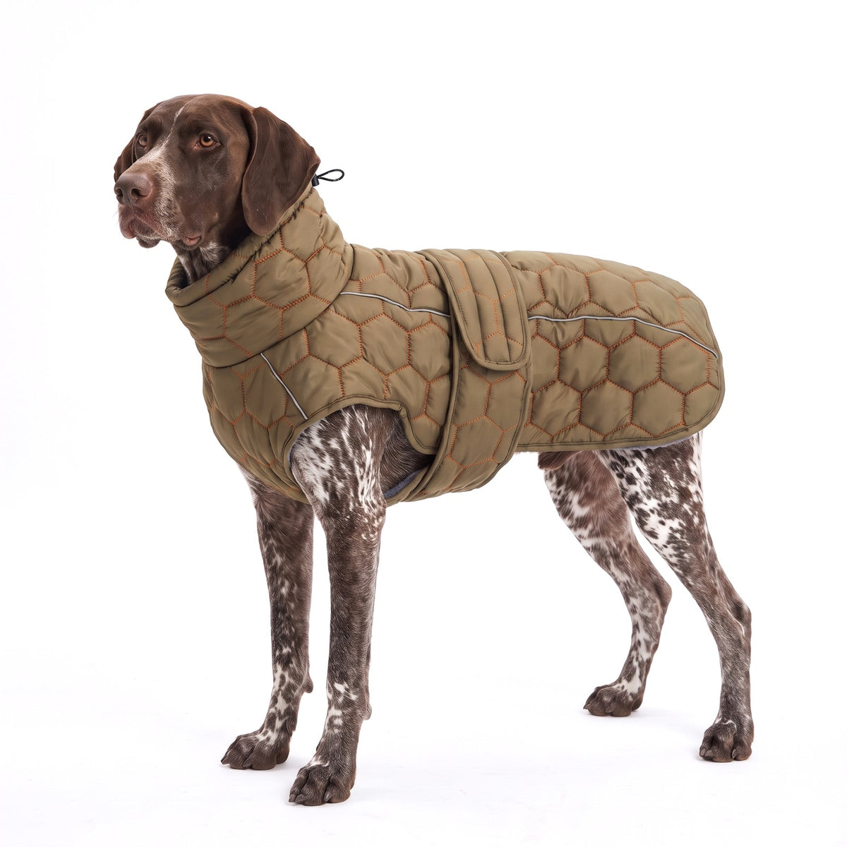 Quilted dog coat in Olive Orange Stitch on a German Shorthaired Pointer