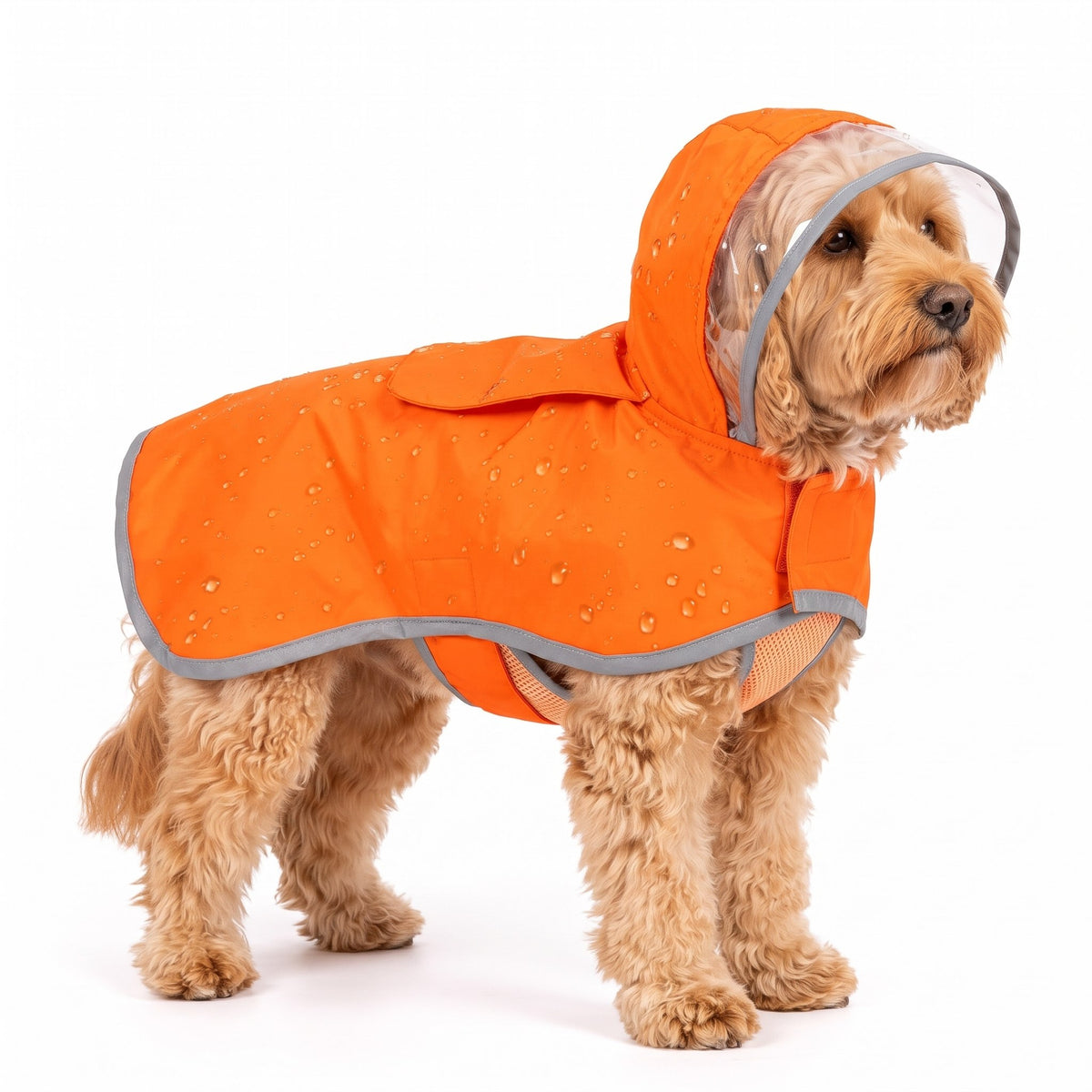 Apricot Cockapoo wearing the orange dog raincoat on a white background