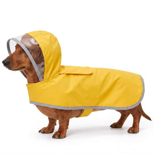Smooth-haired miniature Dachshund wearing the yellow dog raincoat on a white background