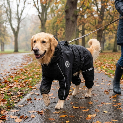 Golden Retriever in a Black full body dog raincoat on a rainy park walk
