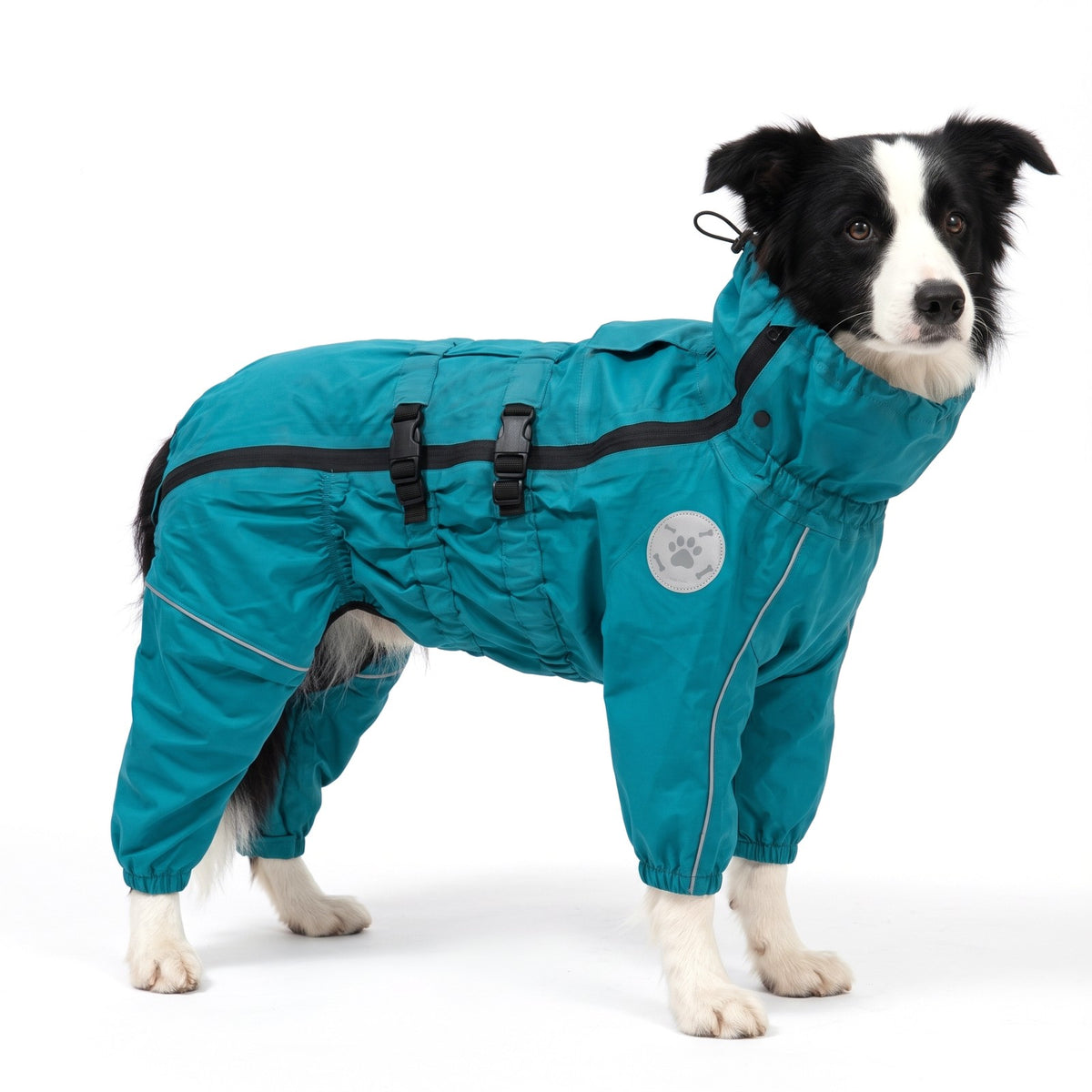 Large dog raincoat with legs in Teal on a Border Collie
