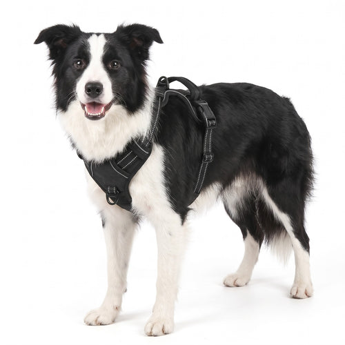 No pull dog harness in Black on a Border Collie