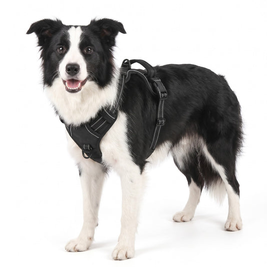 No pull dog harness in Black on a Border Collie