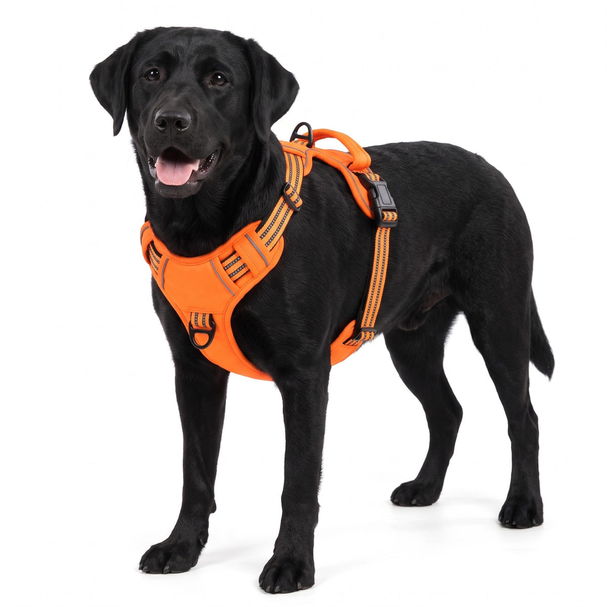 No pull dog harness in Orange on a black Labrador