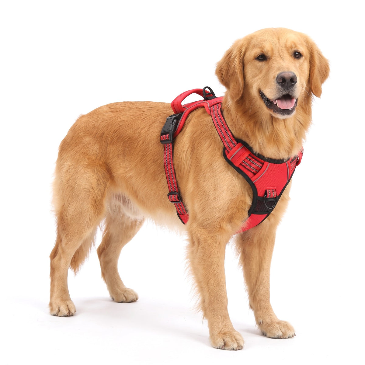 No pull dog harness in Red on a Golden Retriever