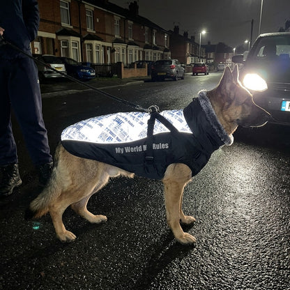Reflective dog coat glowing in car headlights on a night walk