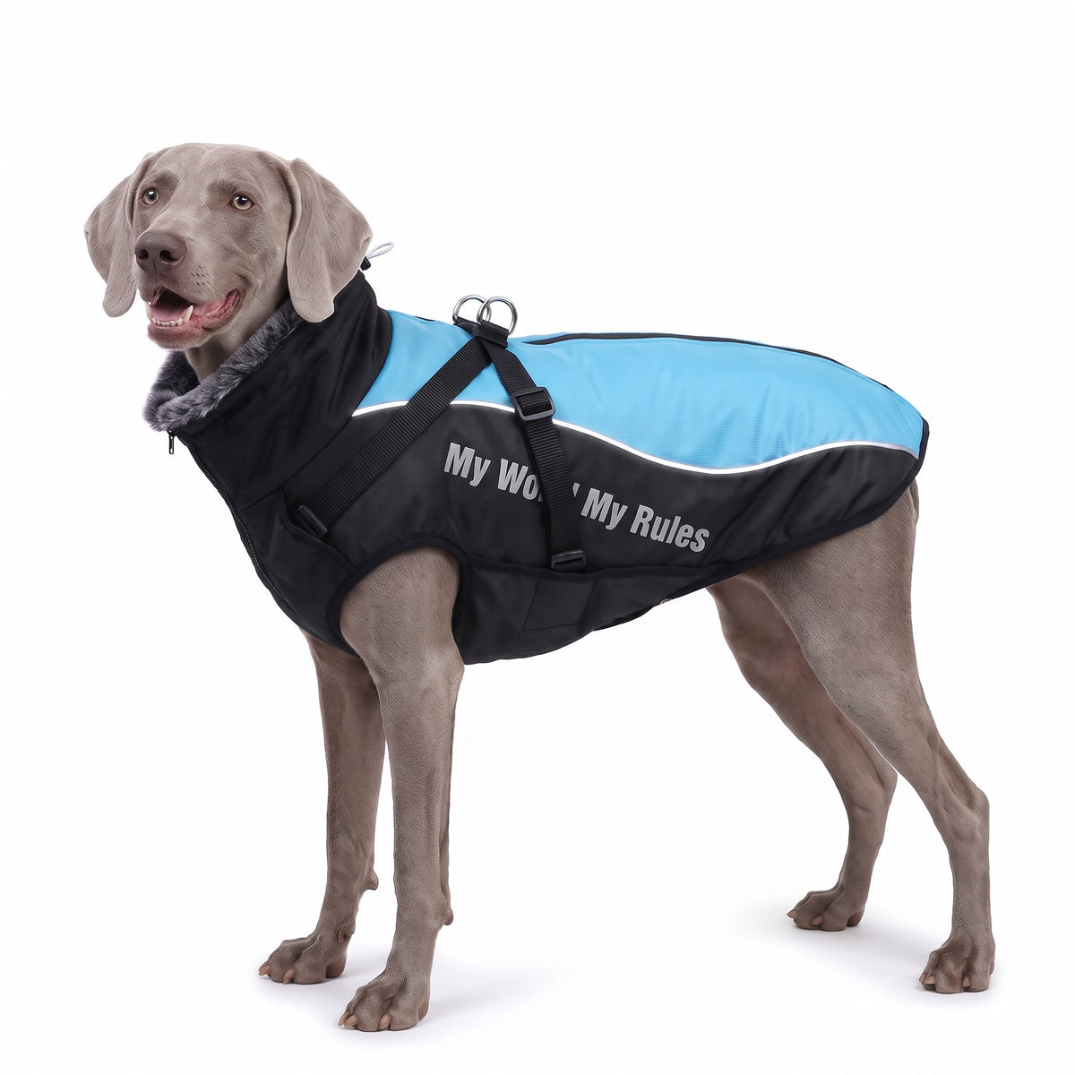 Padded dog coat with built-in harness in Sky Blue with reflective piping and reflective side print on a Weimaraner