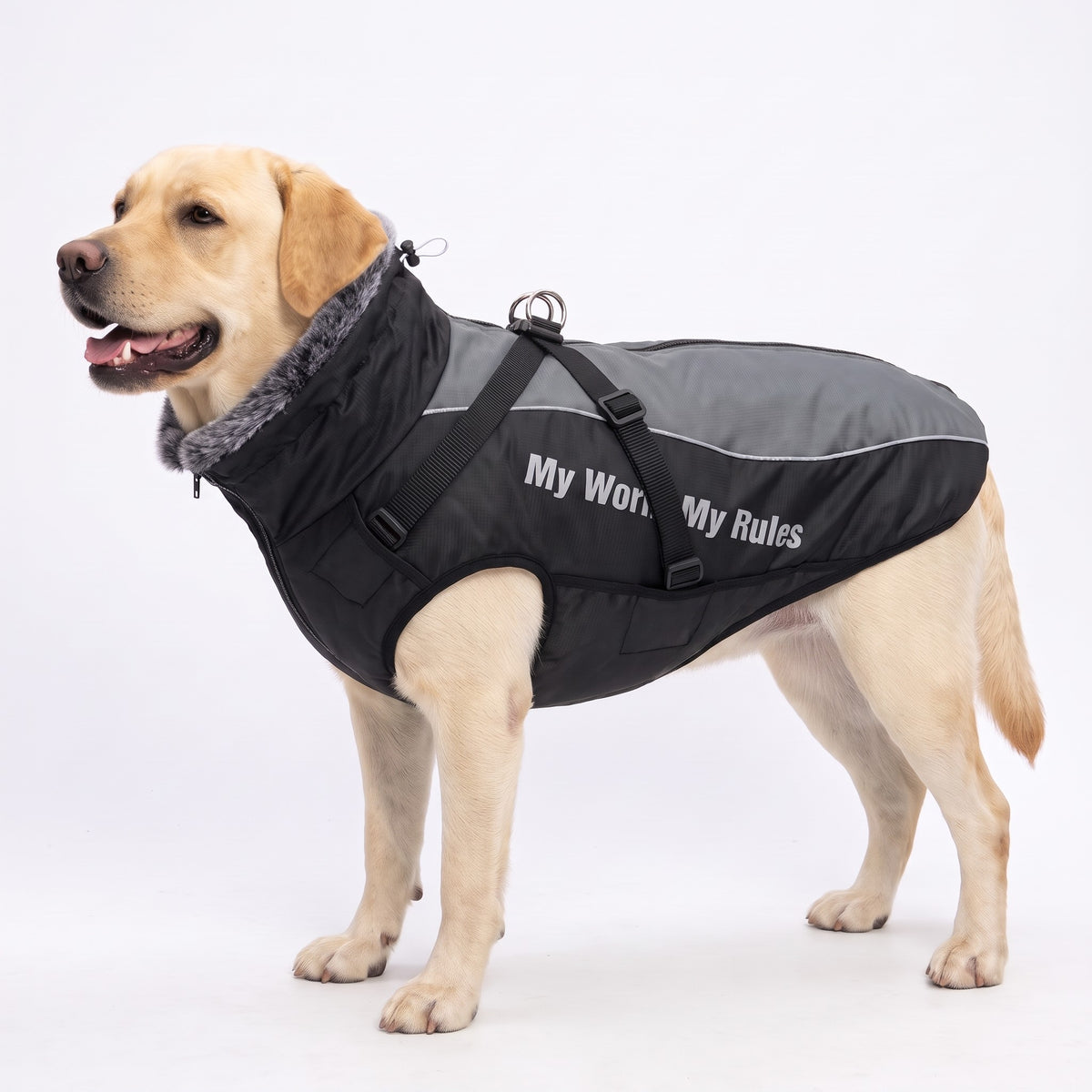 Padded dog coat with built-in harness in Stone Grey with reflective piping and reflective side print on a Labrador
