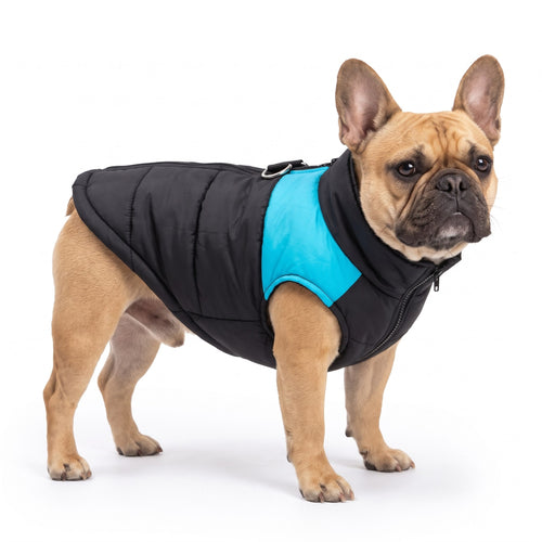 Fawn French Bulldog wearing the black & blue dog coat on a white background