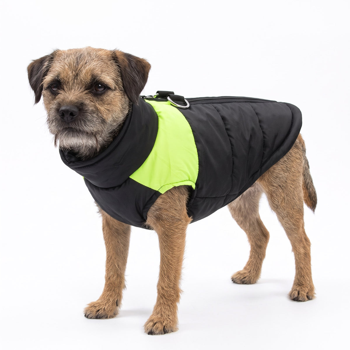 Border Terrier wearing the black & green dog coat on a white background