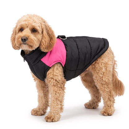 Apricot Cavapoo wearing the black & pink dog coat on a white background