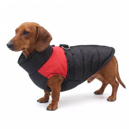 Red smooth-haired Dachshund wearing the black & red dog coat on a white background