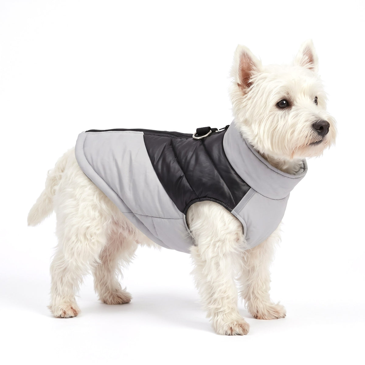 West Highland White Terrier wearing the grey dog coat on a white background