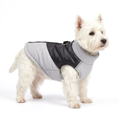 West Highland White Terrier wearing the grey dog coat on a white background