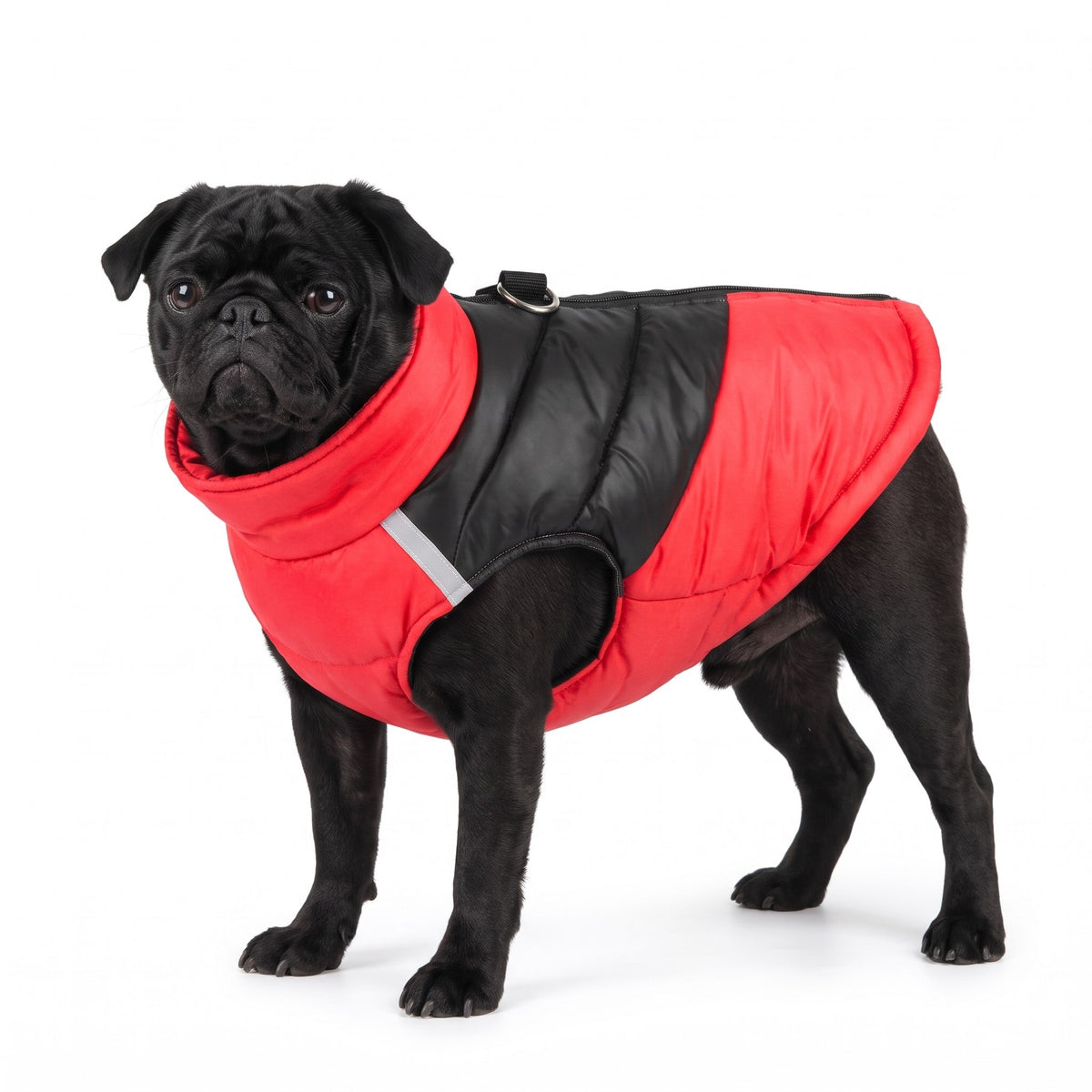 Black Pug wearing the red dog coat on a white background