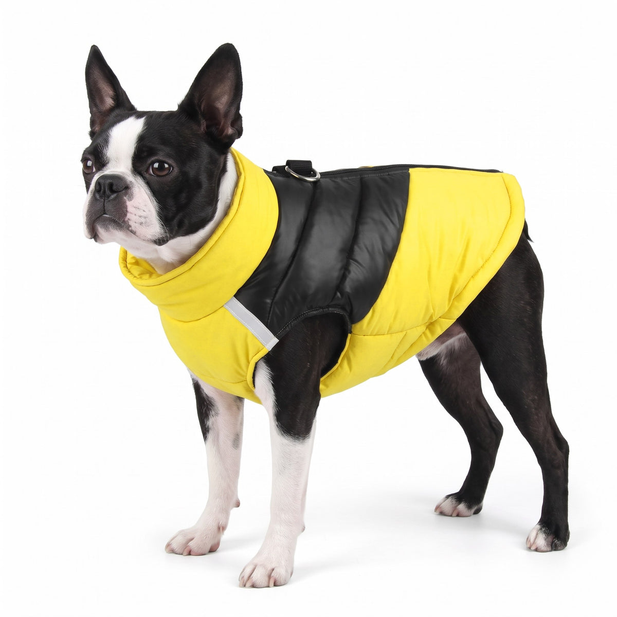 Boston Terrier wearing the yellow dog coat on a white background
