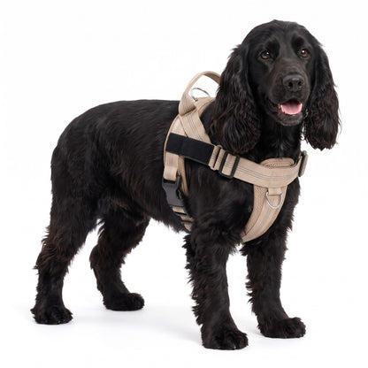 Padded dog harness with handle in Beige on a Cocker Spaniel