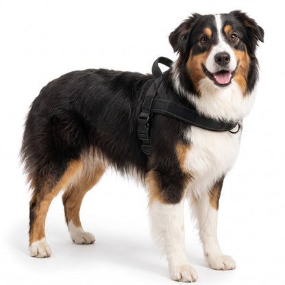 Padded dog harness with handle in Black on a tricolour sheepdog