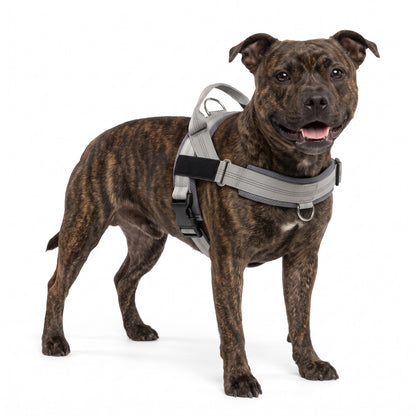 Padded dog harness with handle in Grey on a Staffordshire Bull Terrier