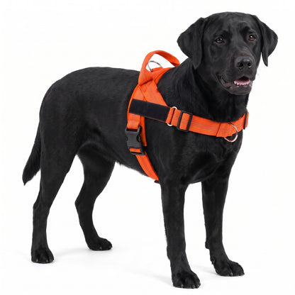 Padded dog harness with handle in Orange on a black Labrador