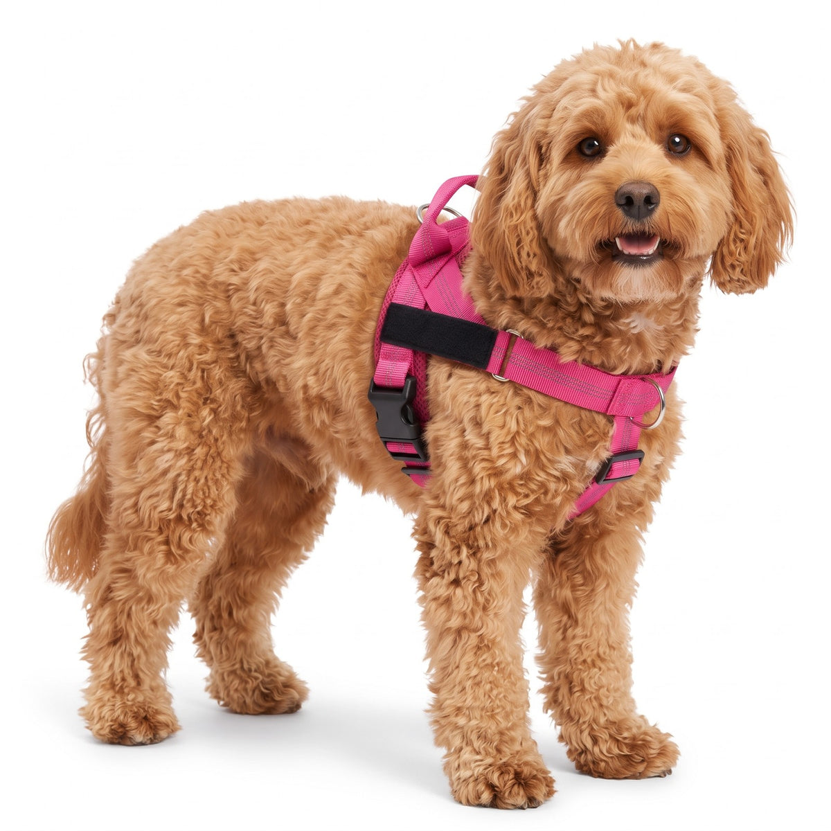 Padded dog harness with handle in Pink on a Cavapoo