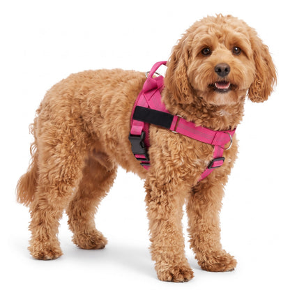 Padded dog harness with handle in Pink on a Cavapoo