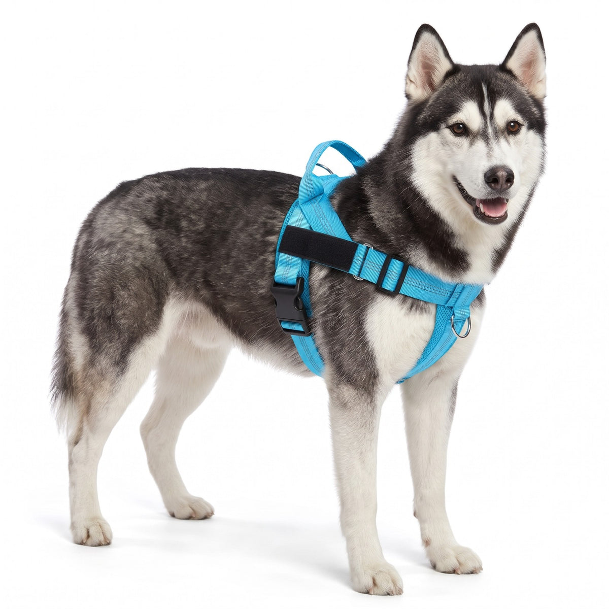 Padded dog harness with handle in Sky Blue on a Siberian Husky