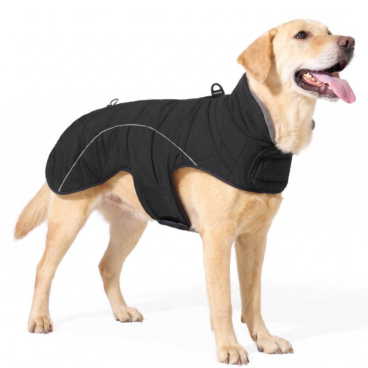 Quilted dog jacket in Black on a Labrador Retriever
