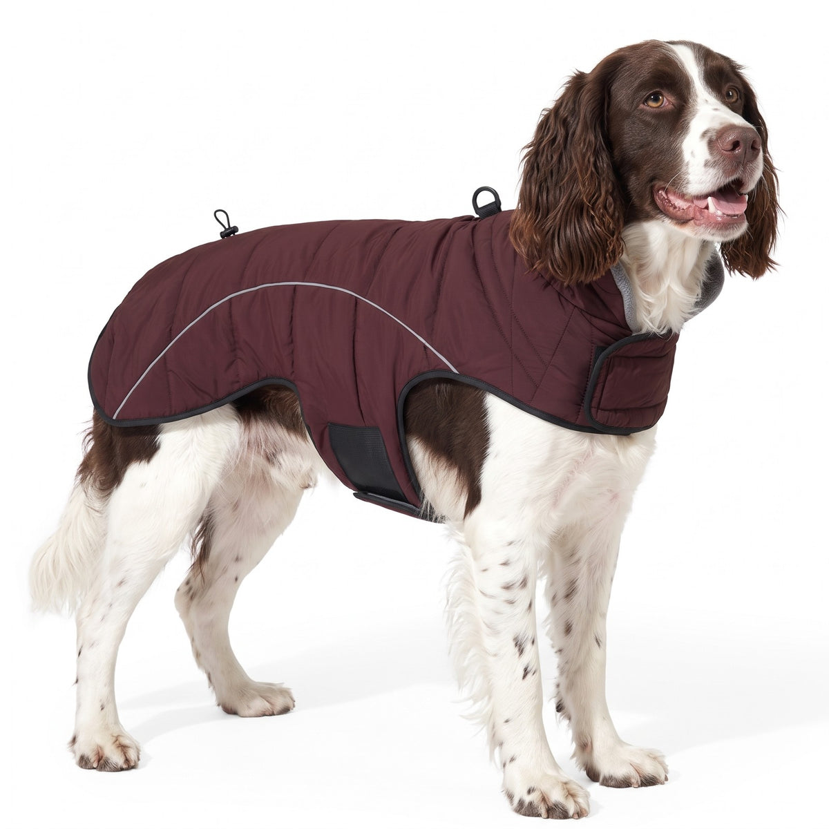 Quilted dog jacket in Dark Red on an English Springer Spaniel