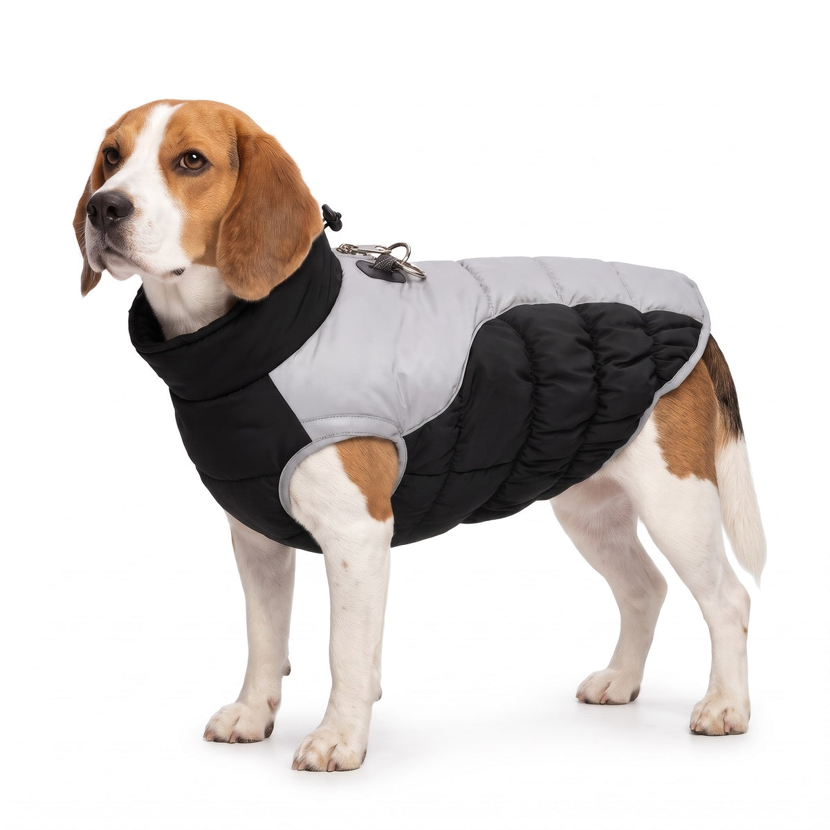 Tricolour Beagle wearing the black dog coat on a white background