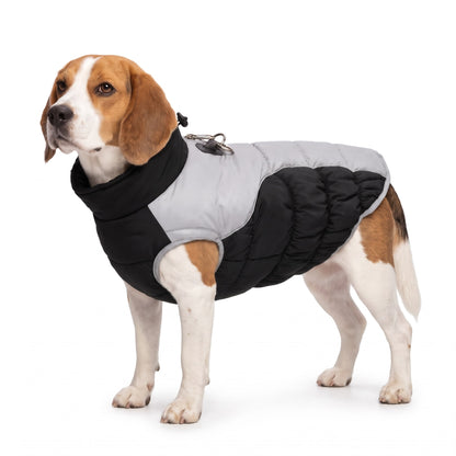 Tricolour Beagle wearing the black dog coat on a white background