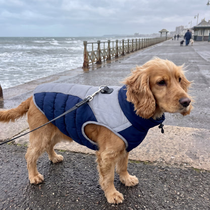 Two Tone Quilted Dog Coat with Stand Collar in use outdoors