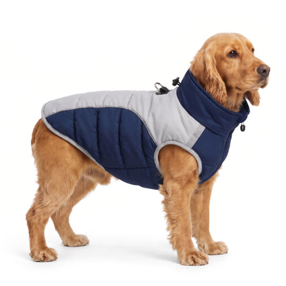 Golden English Cocker Spaniel wearing the navy dog coat on a white background